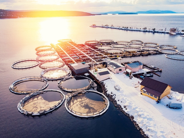 Резидент Арктической зоны РФ будет выращивать посадочный материал радужной форели и атлантического лосося