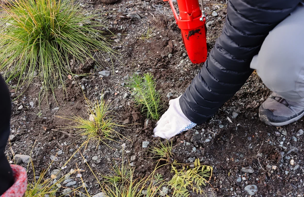 The AZRF resident will create a nursery for growing coniferous trees in the Murmansk region